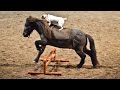 Horse Play: Jack Russell Rides