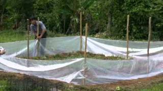 How to control rice-field rats