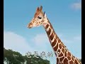 Hangover 3 Alan Giraffe images Hangover 3 Alan Giraffe