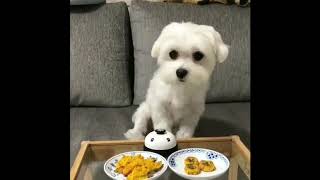Funny Dogs & cats Compilation 2019.........😅😜🤣😅🤣