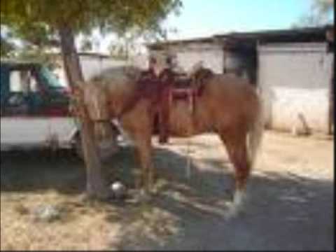 ALBERTO ROSALES VAZQUEZ BANDA AIRES DE GUANAJUATO