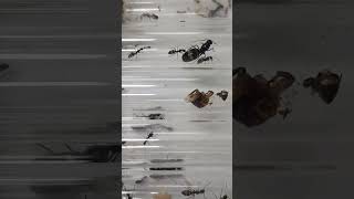 Some Ants