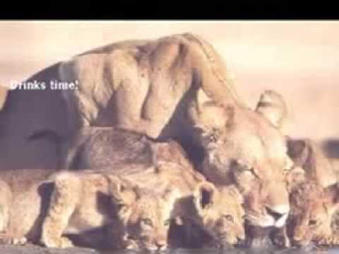 Wondering Where the Lions Are-Bruce Cockburn