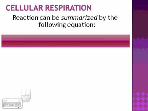 Basics of Cellular Respiration cellular respiration. Basics of Cellular Respiration