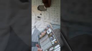 Unboxing Do Dvd Os Carrinhos 7