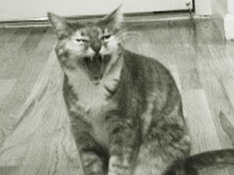 Kitty Criminal (Singing Cat Music Video)