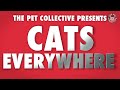 Cats Everywhere Video Compilation 2017