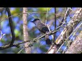 Dusky- Capped Flycatcher ("Mara-cavaleira-pequena")   -  Myiarchus tuberculifer
