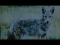 Coyote Kills Dog