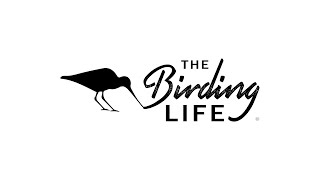 Episode 64 of The Birding Life Podcast – The Youth Day Episode