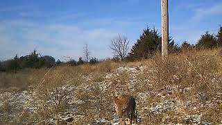 Coyote Video captured by Olymbros T3 Trail Camera