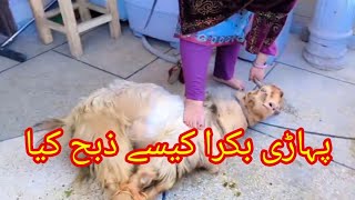 Bakra Zibah By Anaya