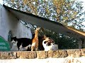 cats and dogs of ibiza