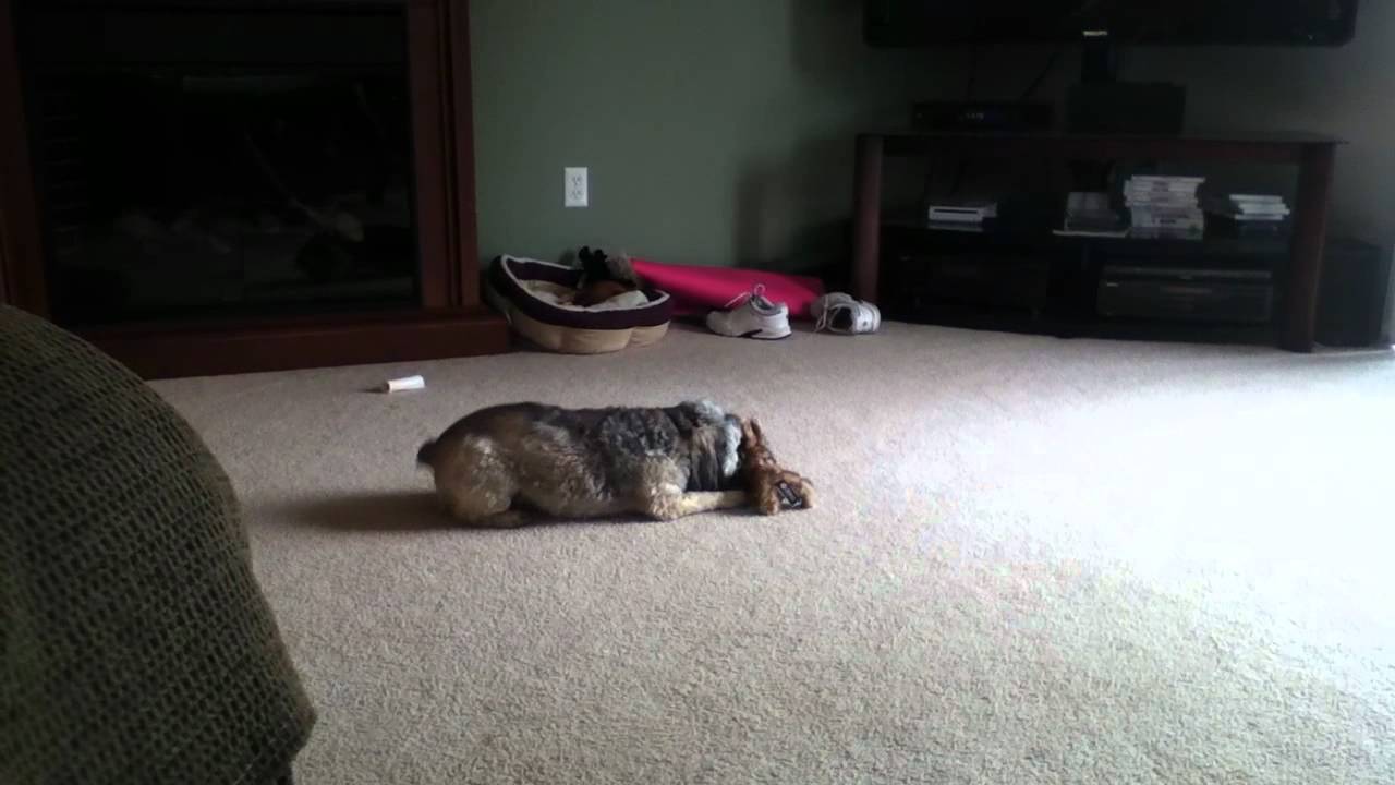 yorkie howling maxresdefault jpg yorkie howling maxresdefault jpg