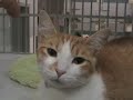 spca