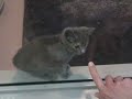spca