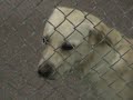 spca