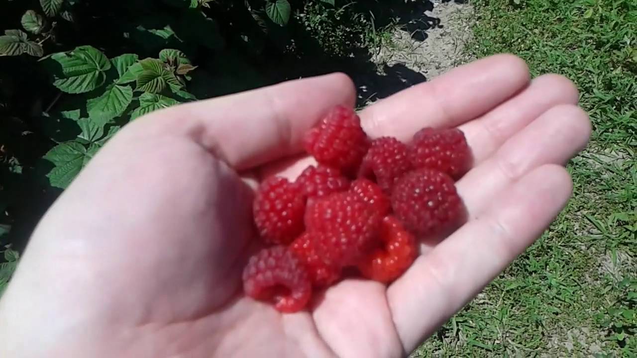 Ягоды выращивание размножение 8