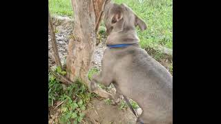 Boltthebully Climbing On The Tree