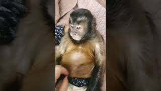 Minnies Chubby And Ticklish