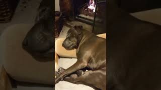 This Dog Snores Super Loud Watch With Sound
