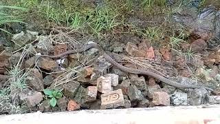 Indian Dhaman Sap Snake Ict