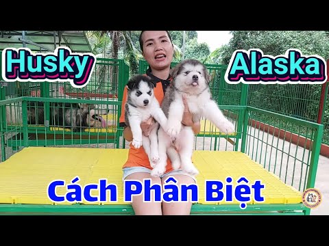 Cách Phân biệt Chó Alaska và Husky , Để không Bị lừa Mua phải chó Lai hay chó Không Thuần Chủng