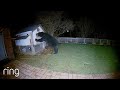This Bear Messed with the Wrong Chicken Coop | RingTV