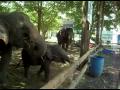 кормление слонов, тайланд, о. самуй . Elefants feeding. Thailand Samui .