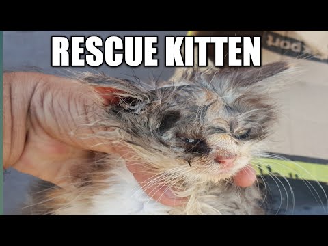 rescue kitten rescue cat video