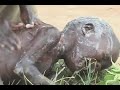 Sponsor a child | shocking scene of three starving kids in africa part 1
