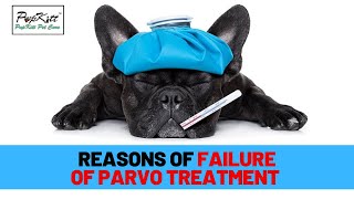 Parvovirus in Dogs: Why dogs can't survive, even after treatment of Parvo? | Dr. Anirudh Mittal