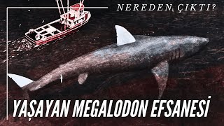 Megalodon Yaşıyor Mu? Popüler Sorulara Çarpıcı Cevaplar