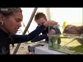 Endangered Seahorses - Oceans - BBC