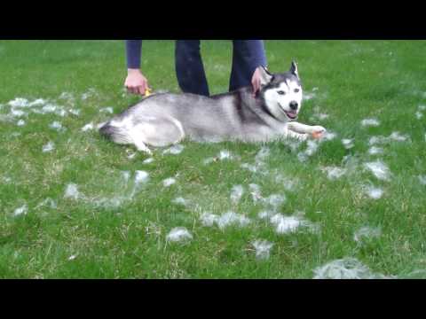 husky blowing coat