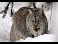LYNX