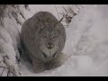 LYNX