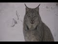 LYNX