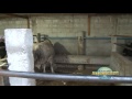 Rancho Amanecer,y sus Toros Rompe Viento.Filmaciones Herrera HD. Nov-2-2012.m2ts