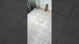 Os Mistérios Da Gilette Gigi Parte - 19 O Desafio Da Garrafa