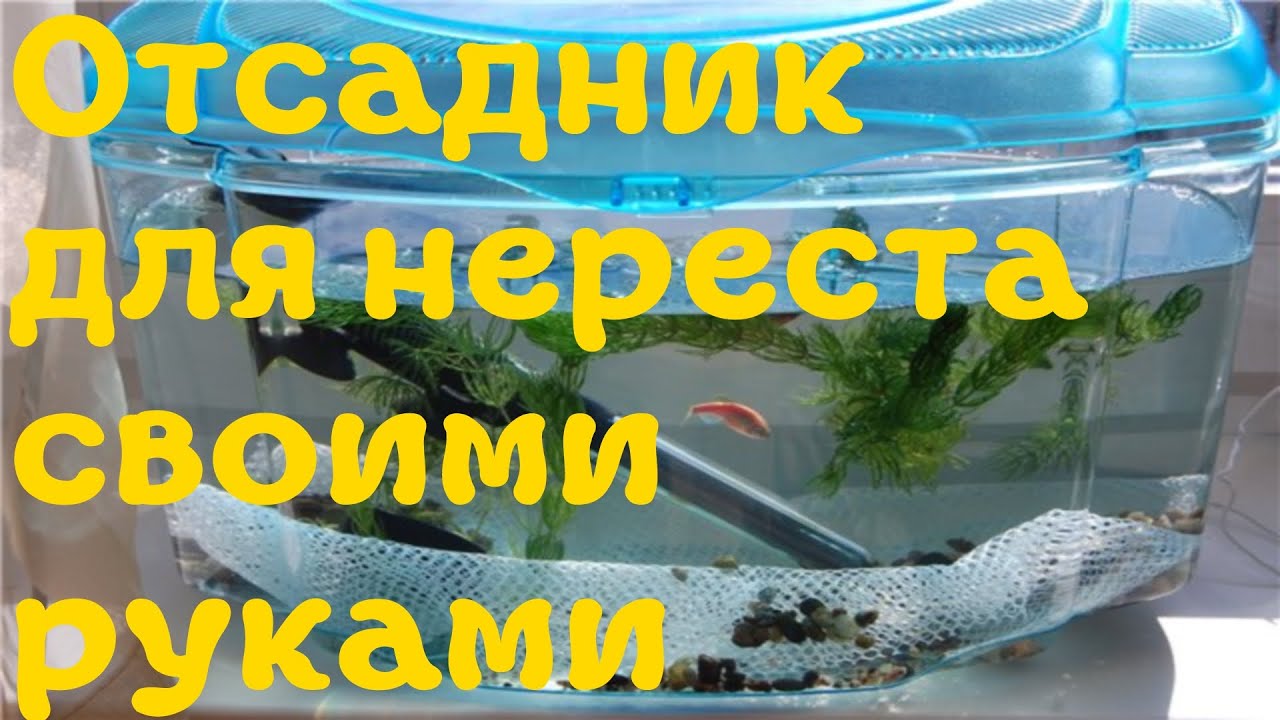 Нерестовик для гуппи своими руками 1