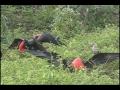 Great Frigatebirds Video