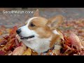 Multicopter blows off leaves. slow motion / Goro@Welsh corgi