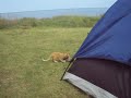 Wild cat "Lionel" attacks Seagull