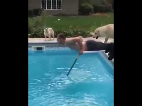 FUNNY DOGS/FUN VIDEO