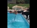 FUNNY DOGS/FUN VIDEO