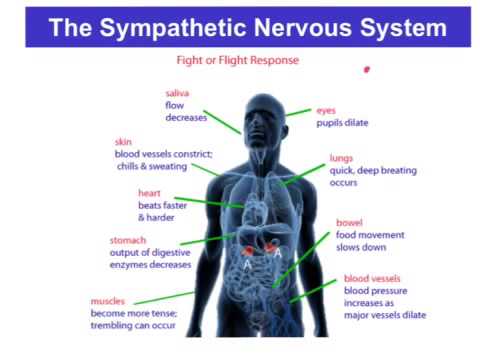 Sympathetic vs Parasympathetic.N.S - VCE Psychology - YouTube