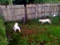 Adu Bagong Dogo Argentino Krui Lampung images Adu Bagong Dogo Argentino Krui Lampung