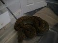 Jampea Dwarf Retic