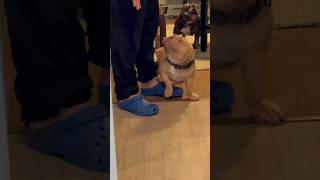 Rolls Was So Happy To See Daddy